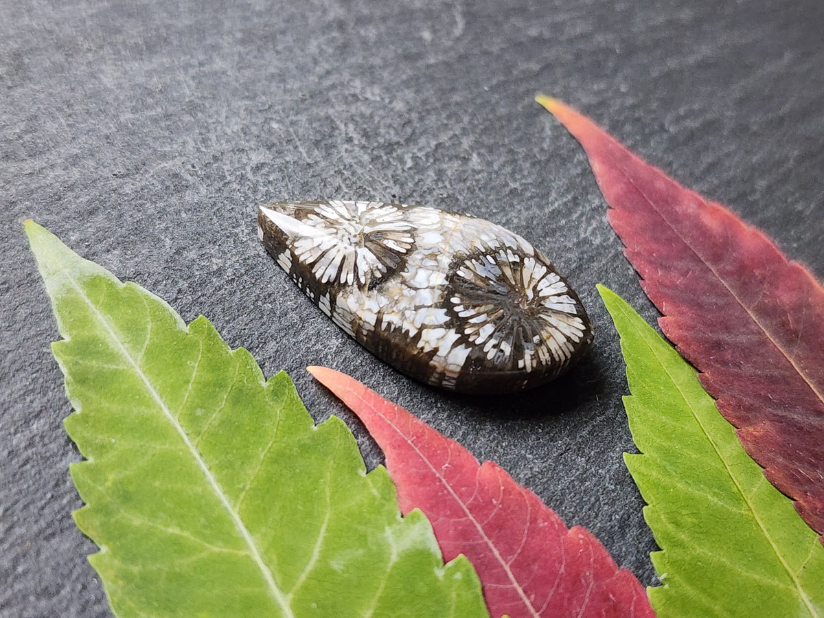 Fossilized coral