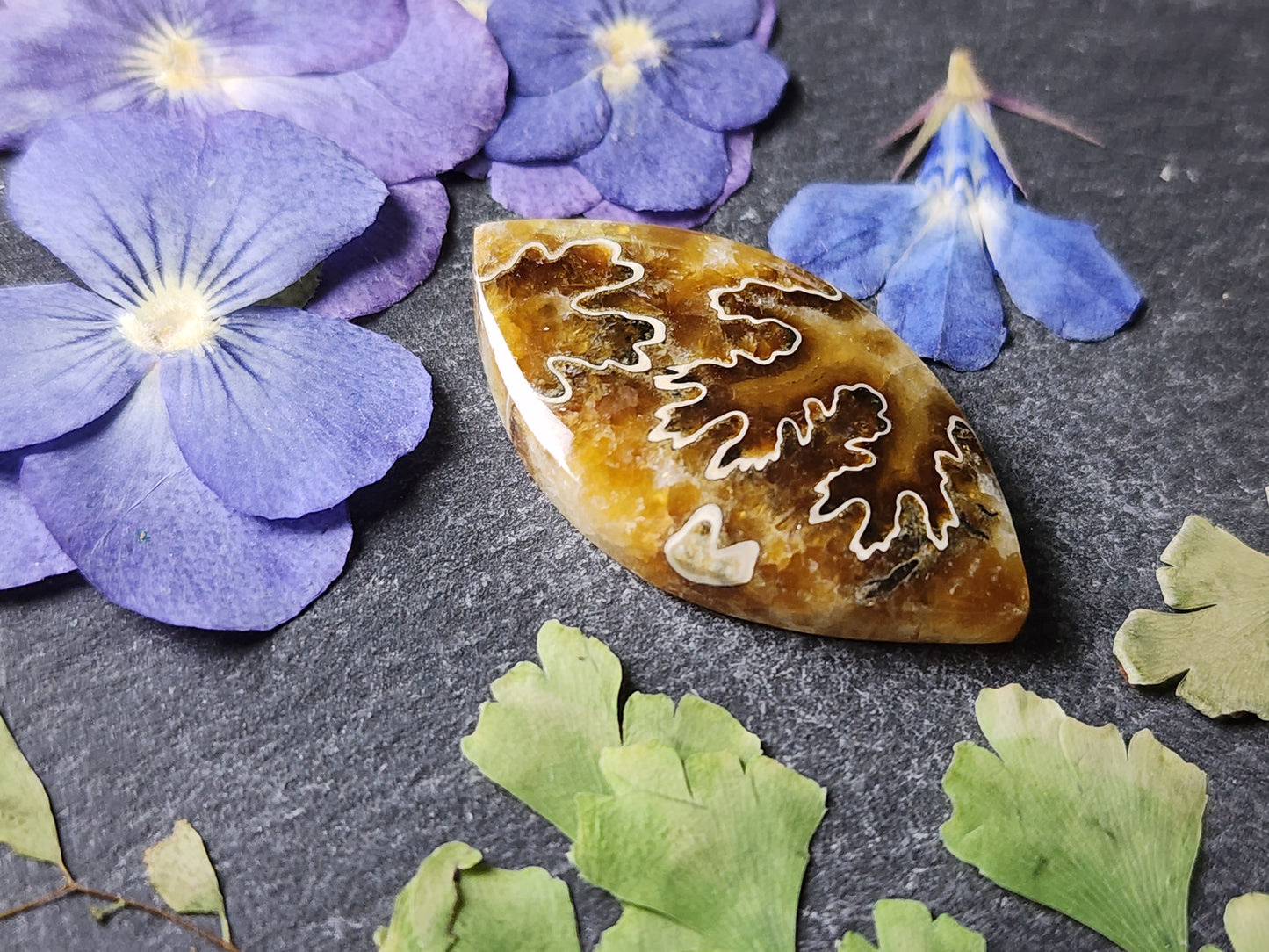 Suture Ammonite