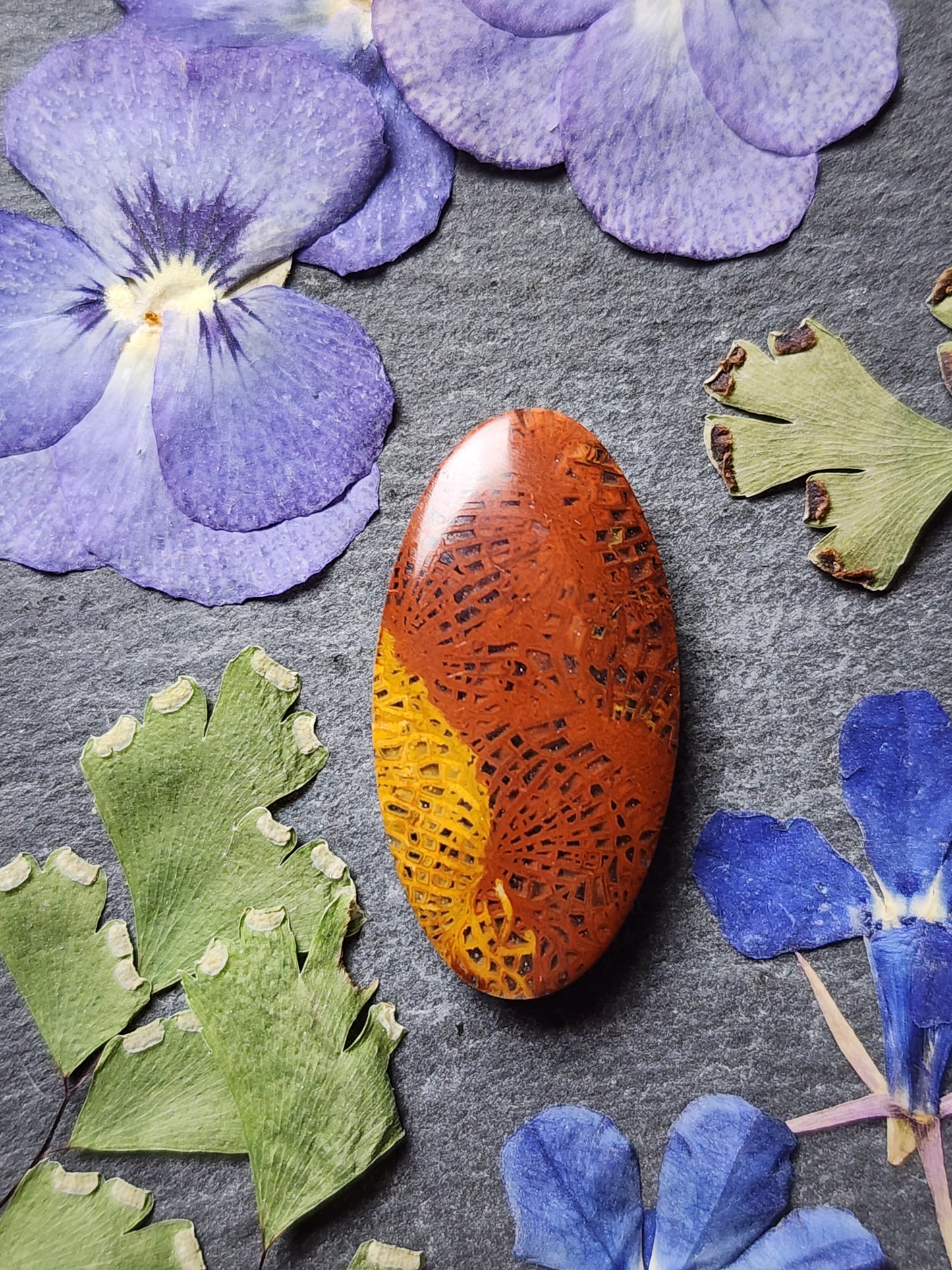Fossilized Coral