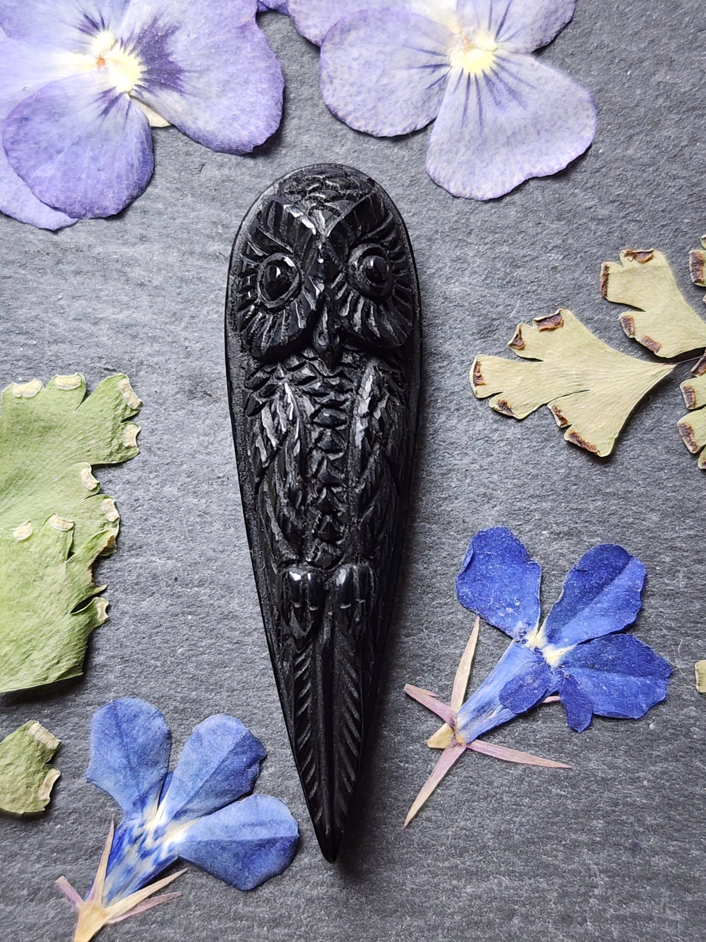 Long owl