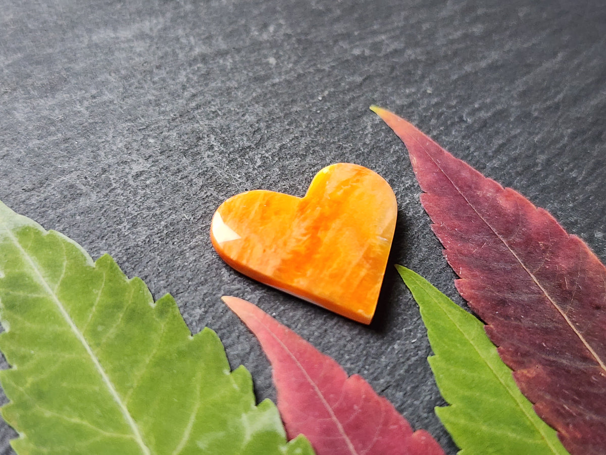 Spiny shell oyster heart