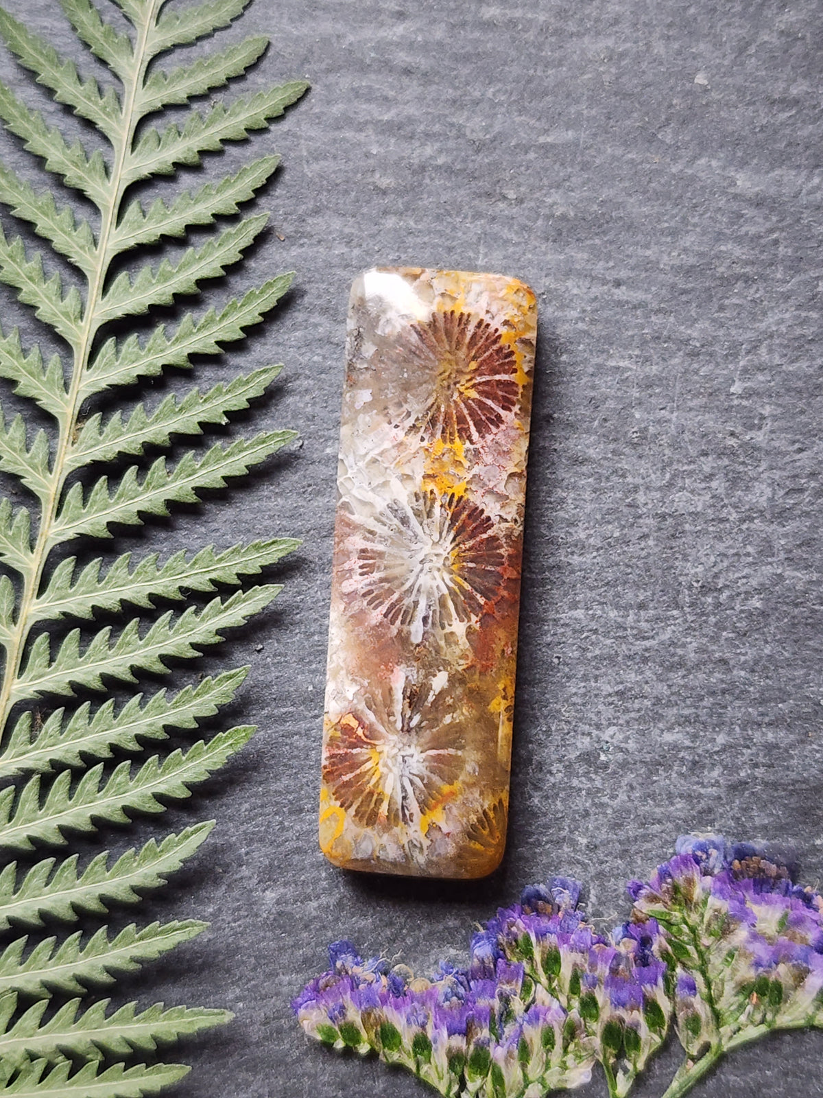 Fossilized coral