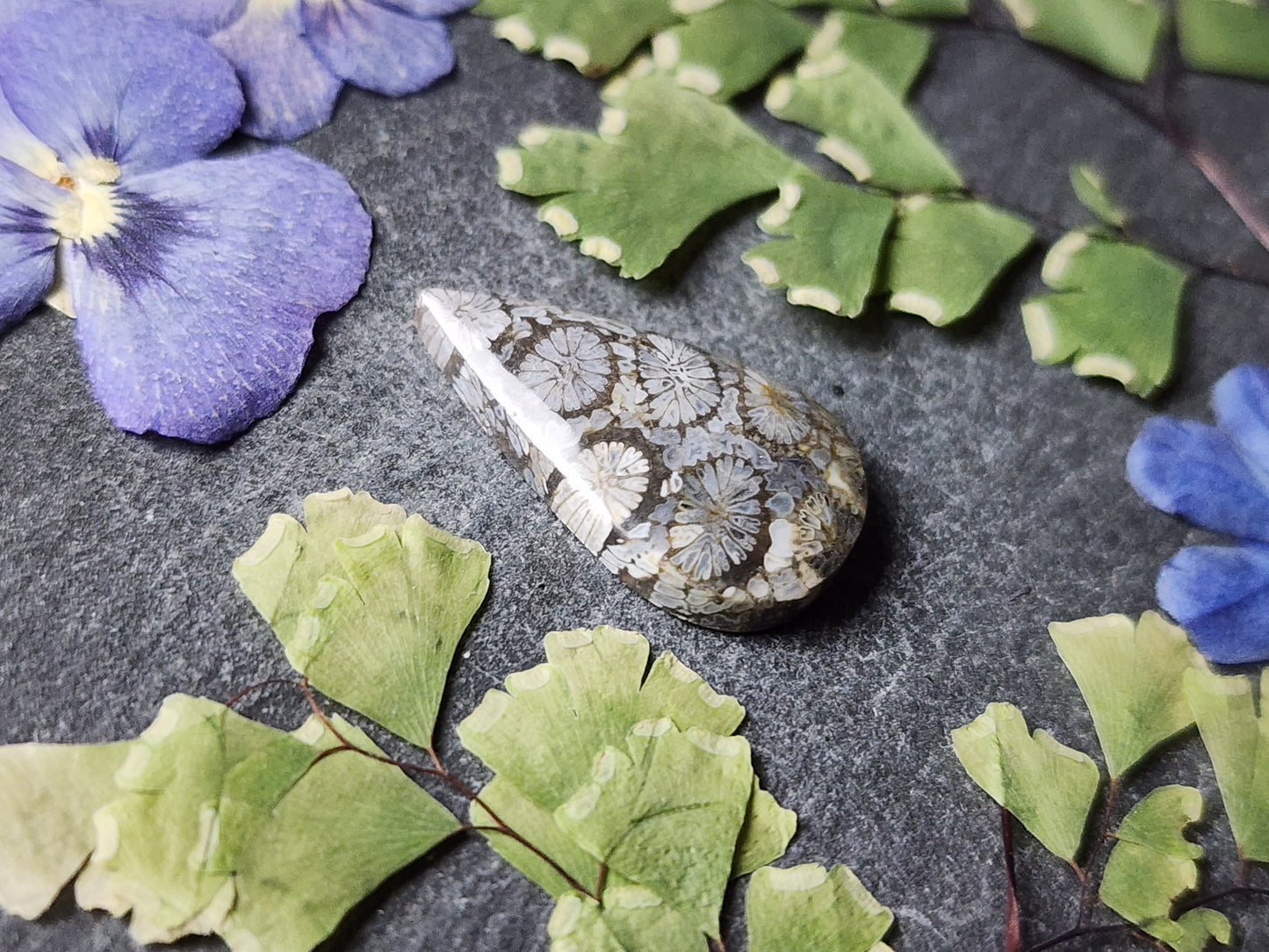 Fossilized coral