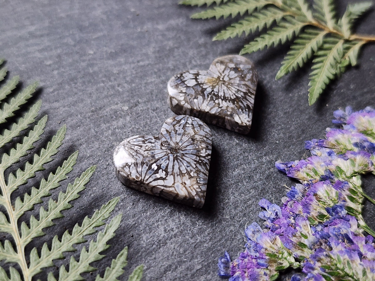 Fossilized coral heart pair