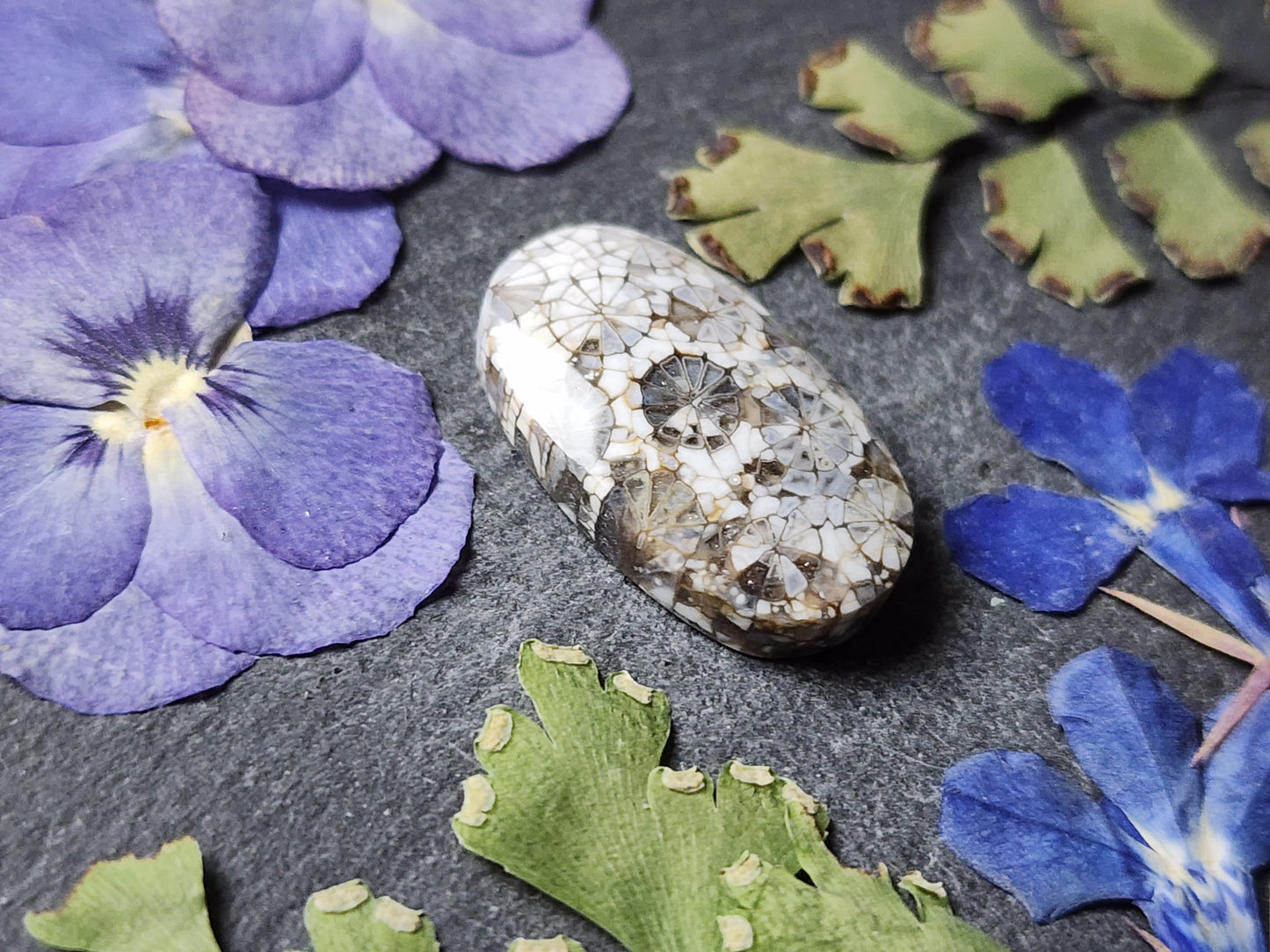 Fossilized Coral