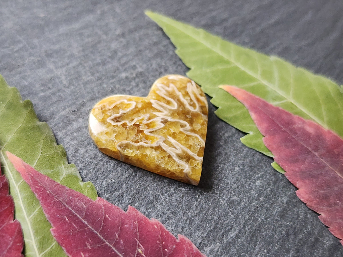 Suture Ammonite heart