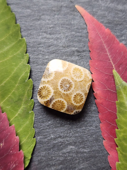 Fossilized Coral