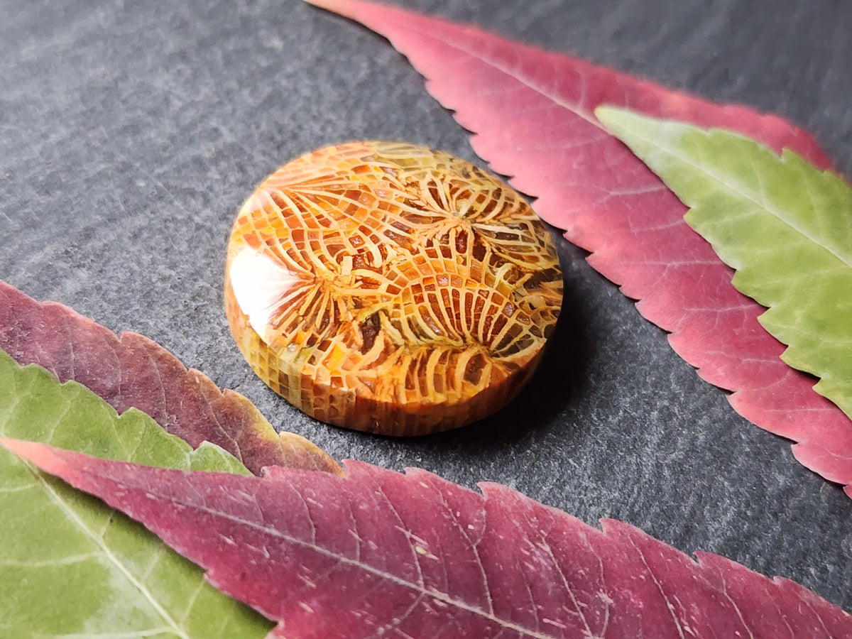 Fossilized Coral