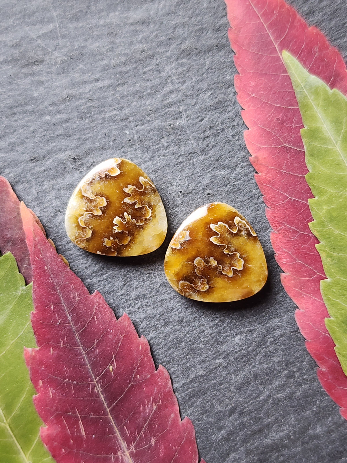 Suture ammonite pair