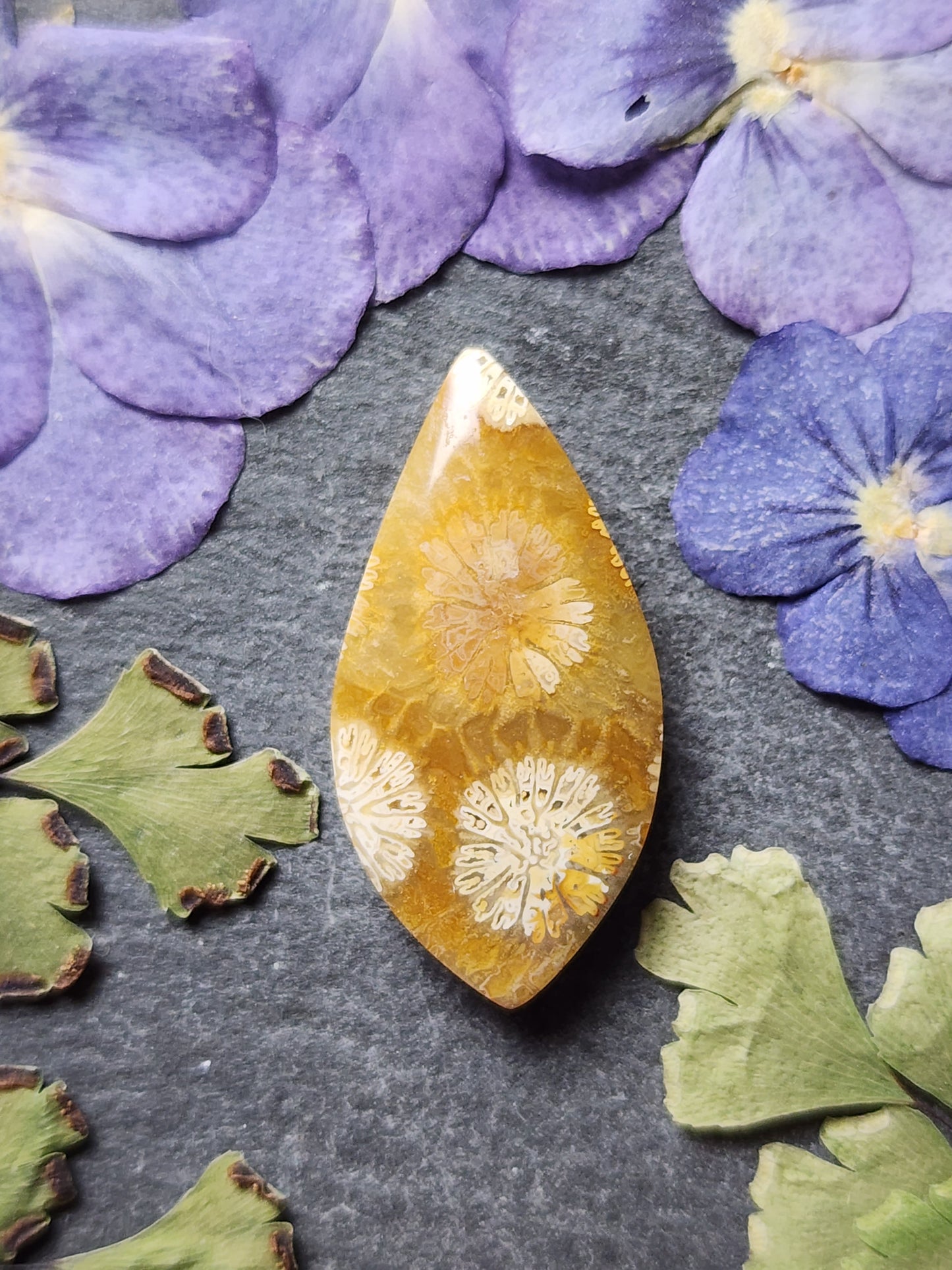 Fossilized Coral