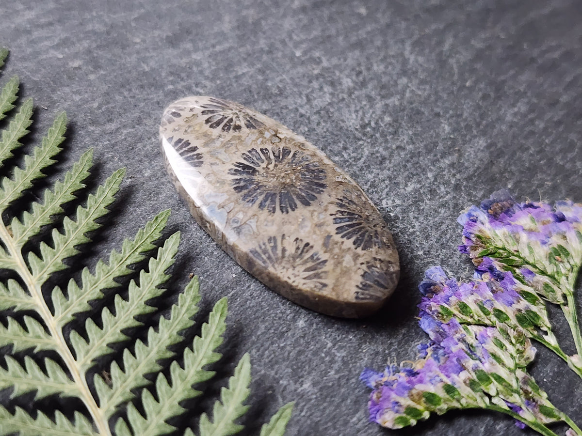 Fossilized coral