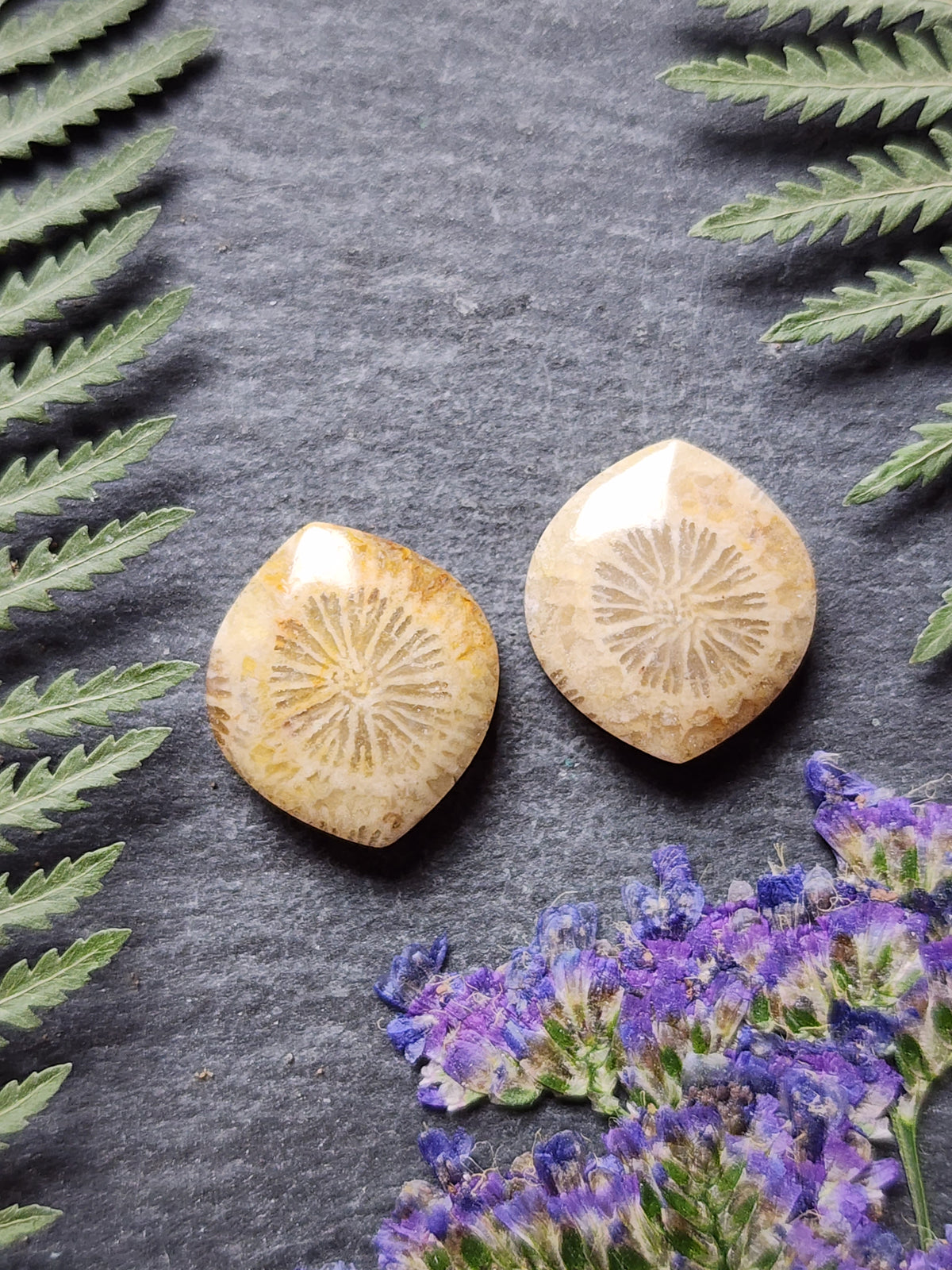 Fossilized coral pair