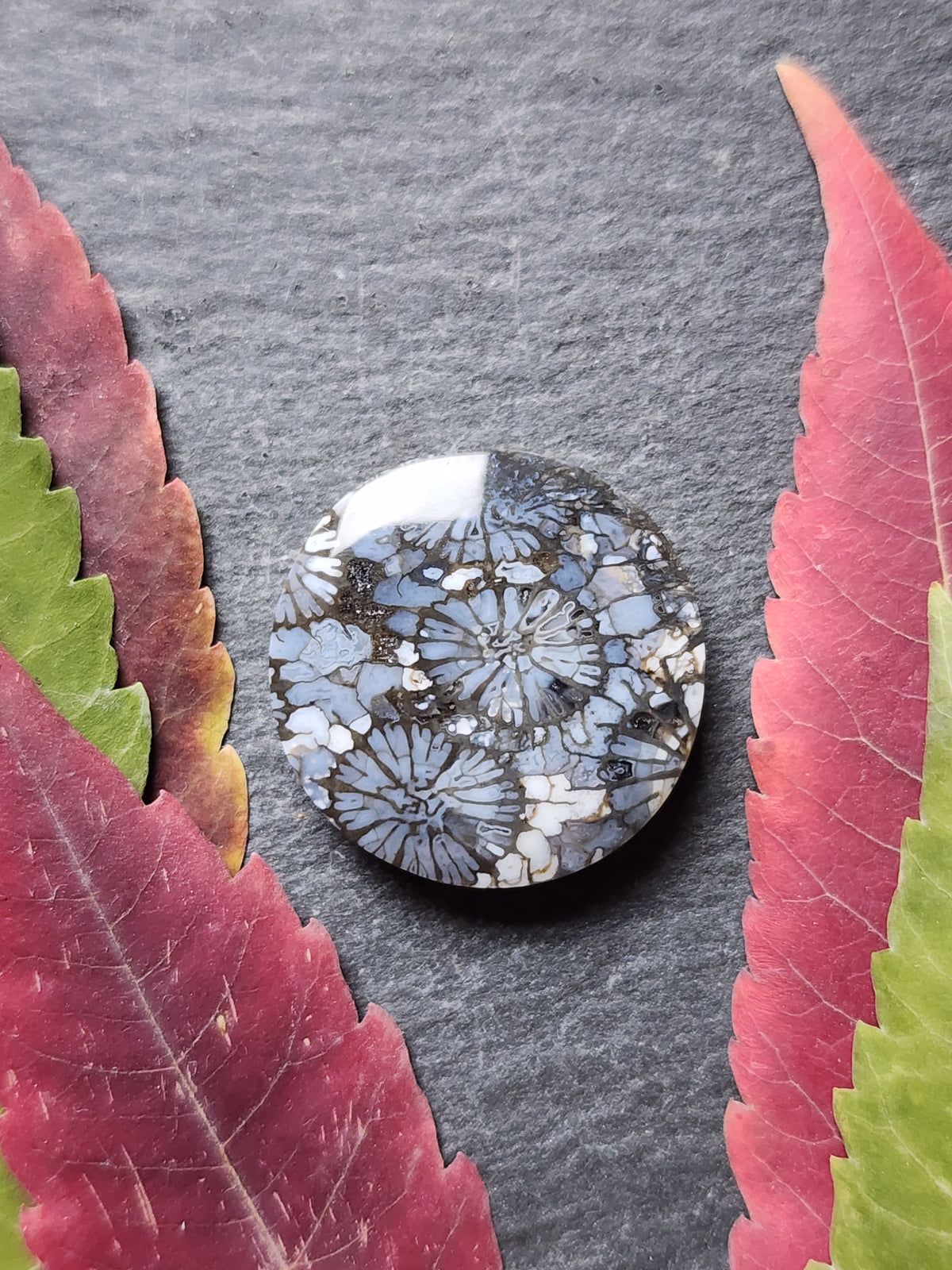 Fossilized Coral