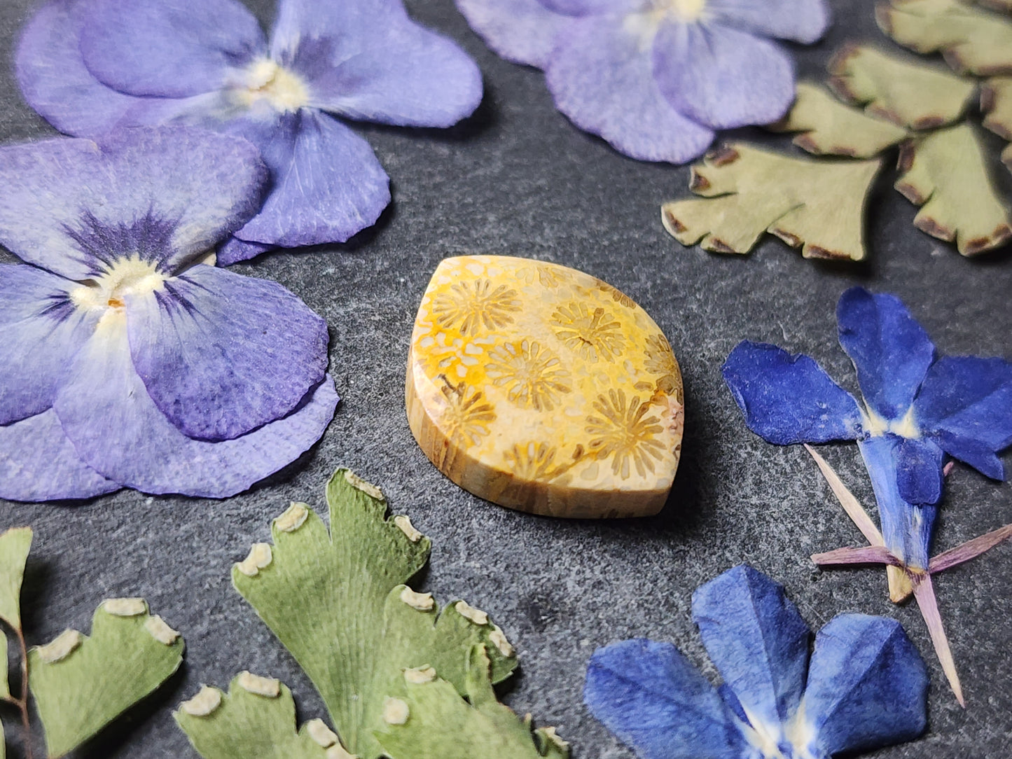 Fossilized coral
