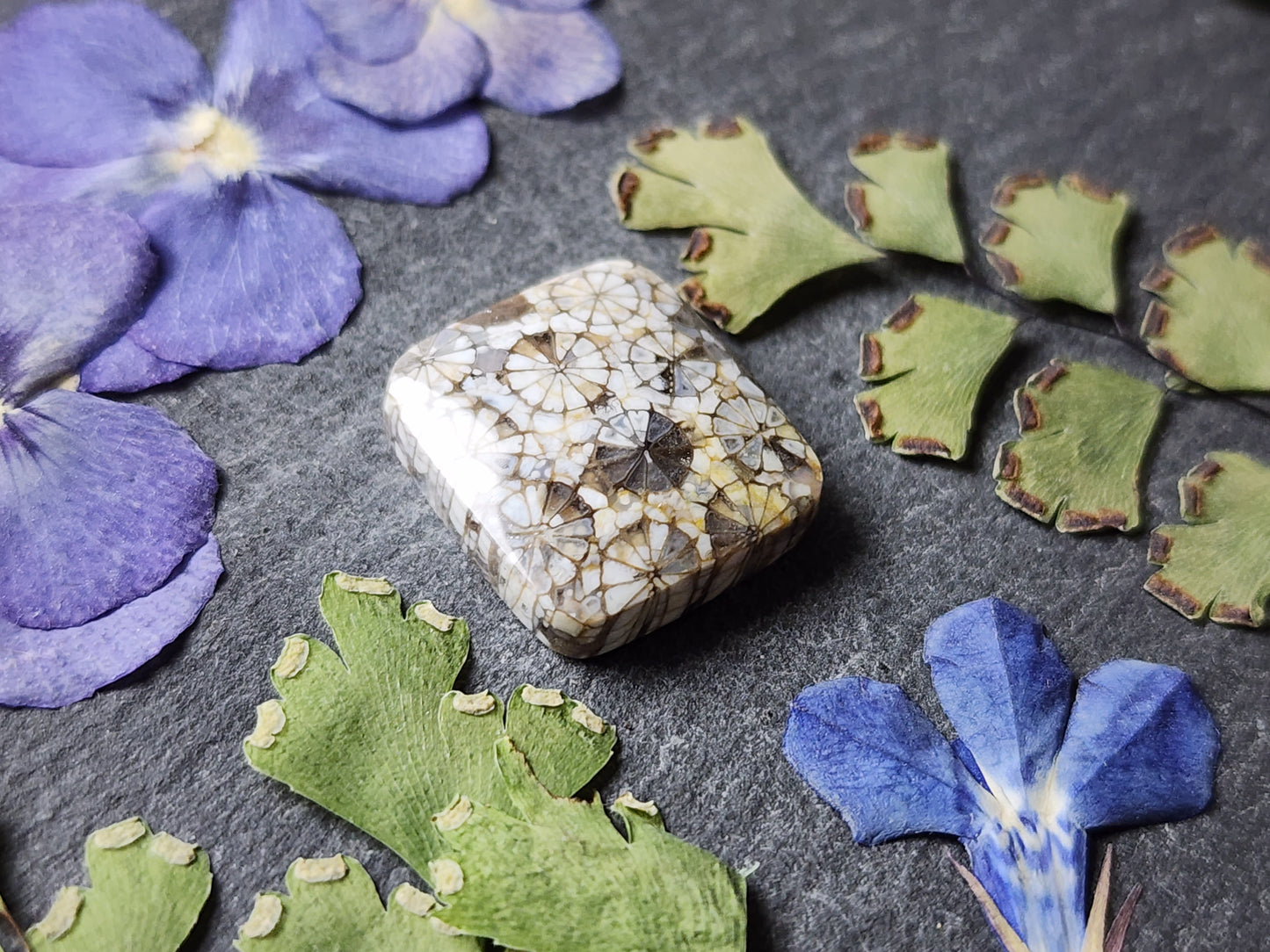 Fossilized Coral