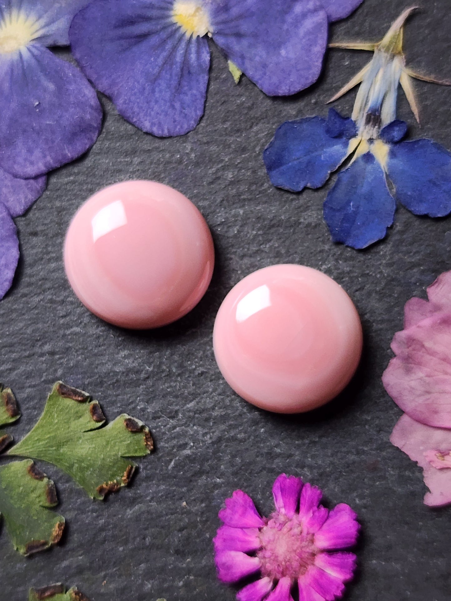 Pink Conch shell pair