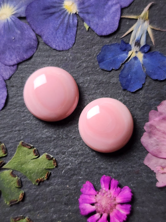 Pink Conch shell pair