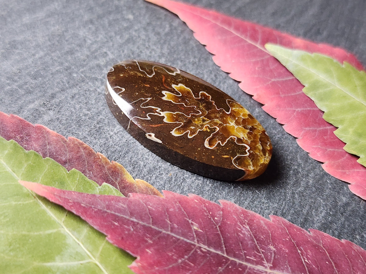 Suture Ammonite