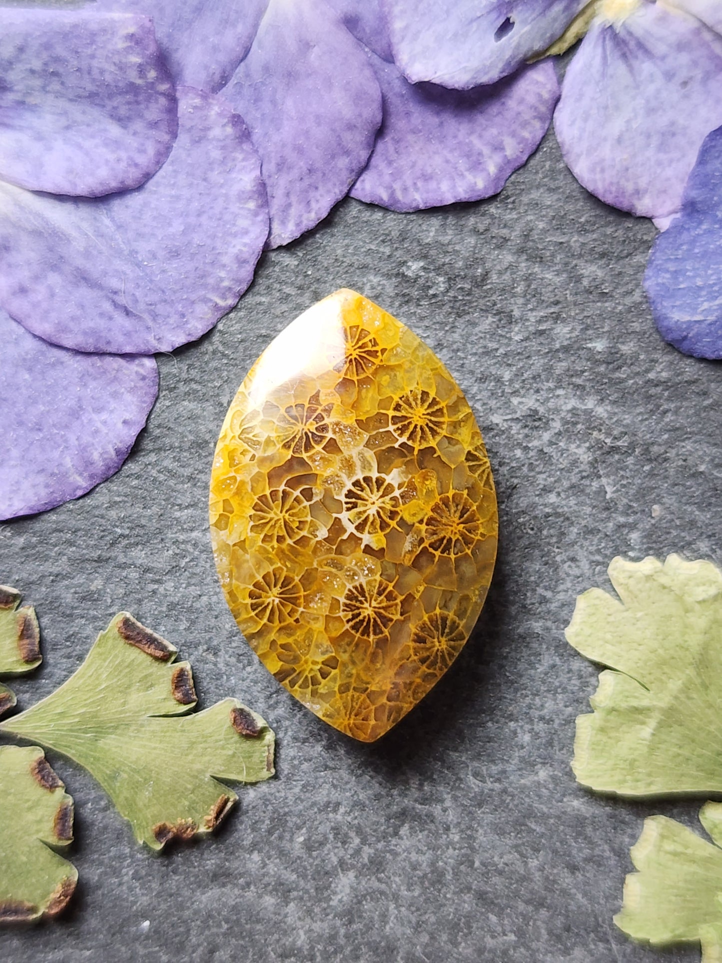 Fossilized Coral