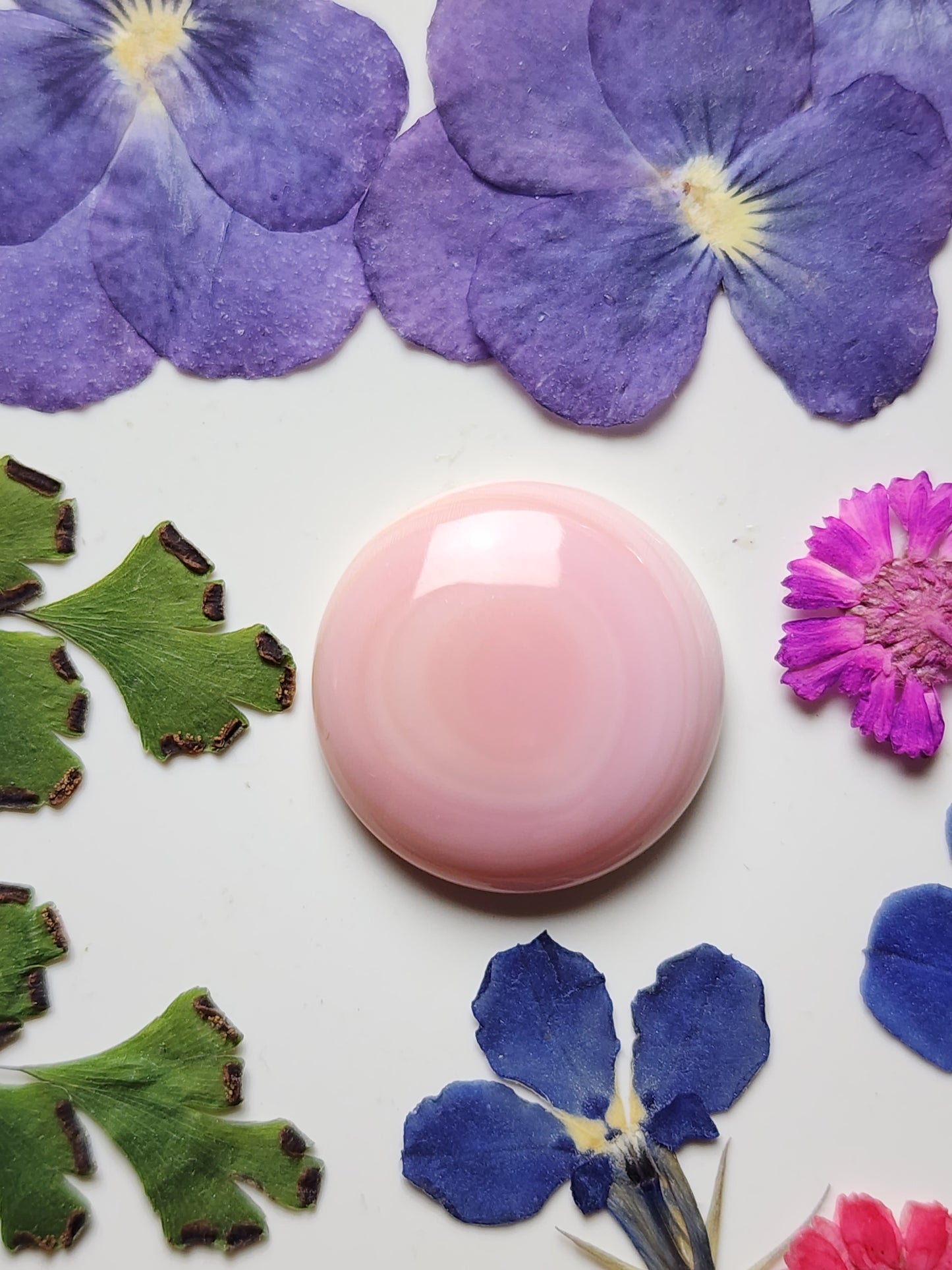 Pink Conch shell