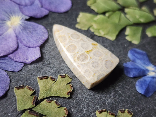 Fossilized Coral