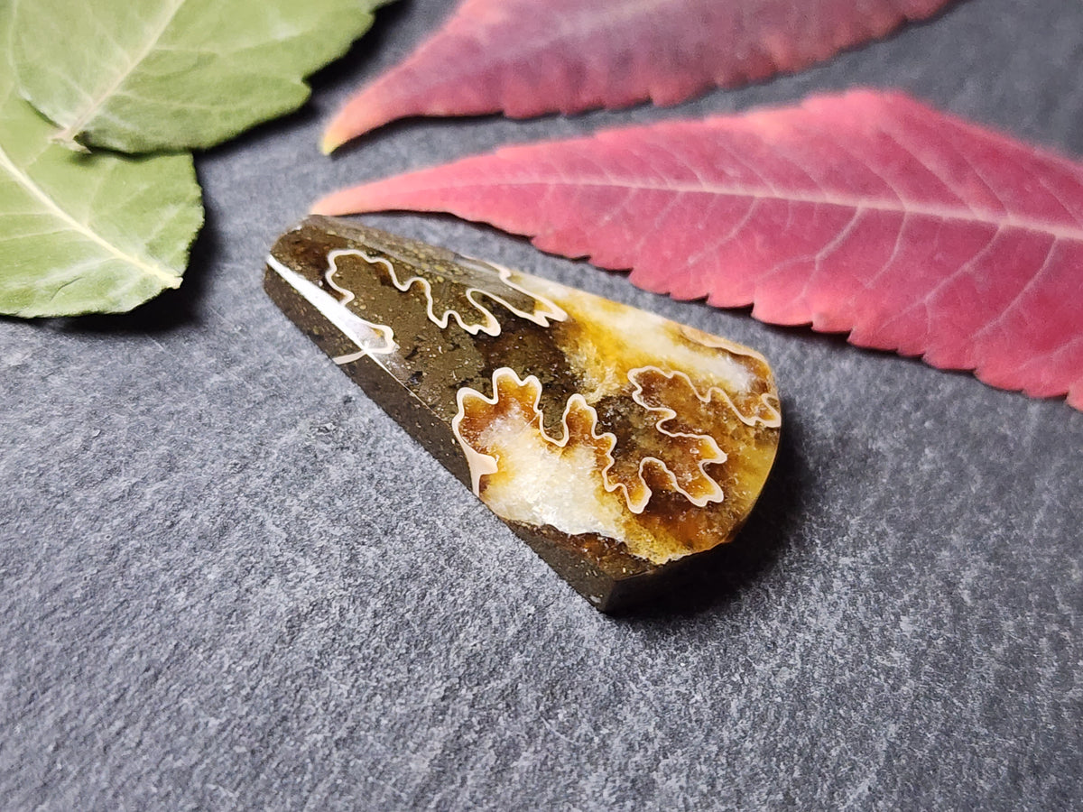 Suture Ammonite