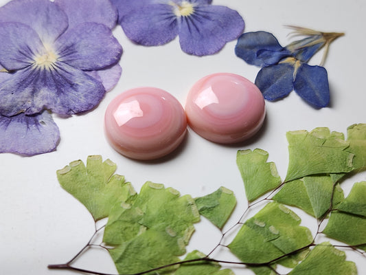 Pink Conch shell pair