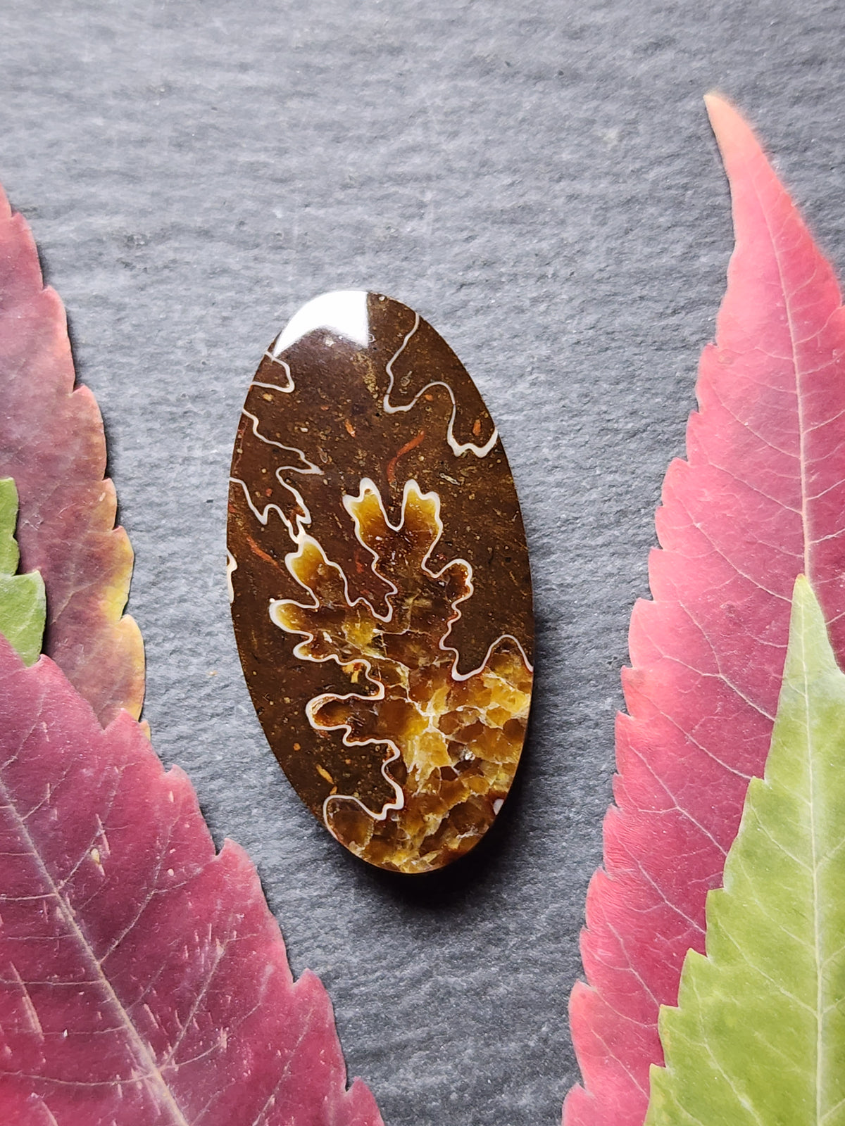 Suture Ammonite