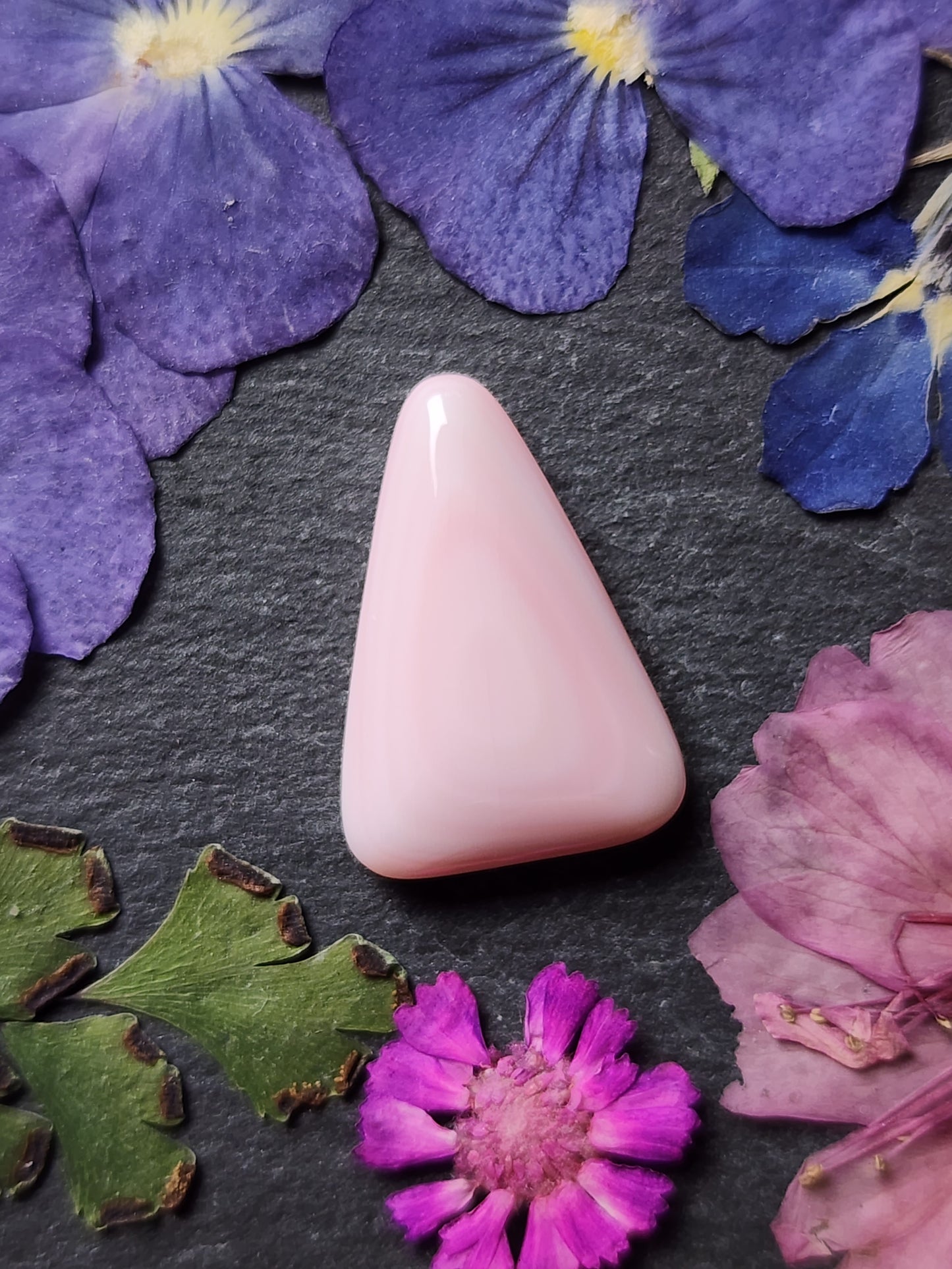 Pink Conch shell