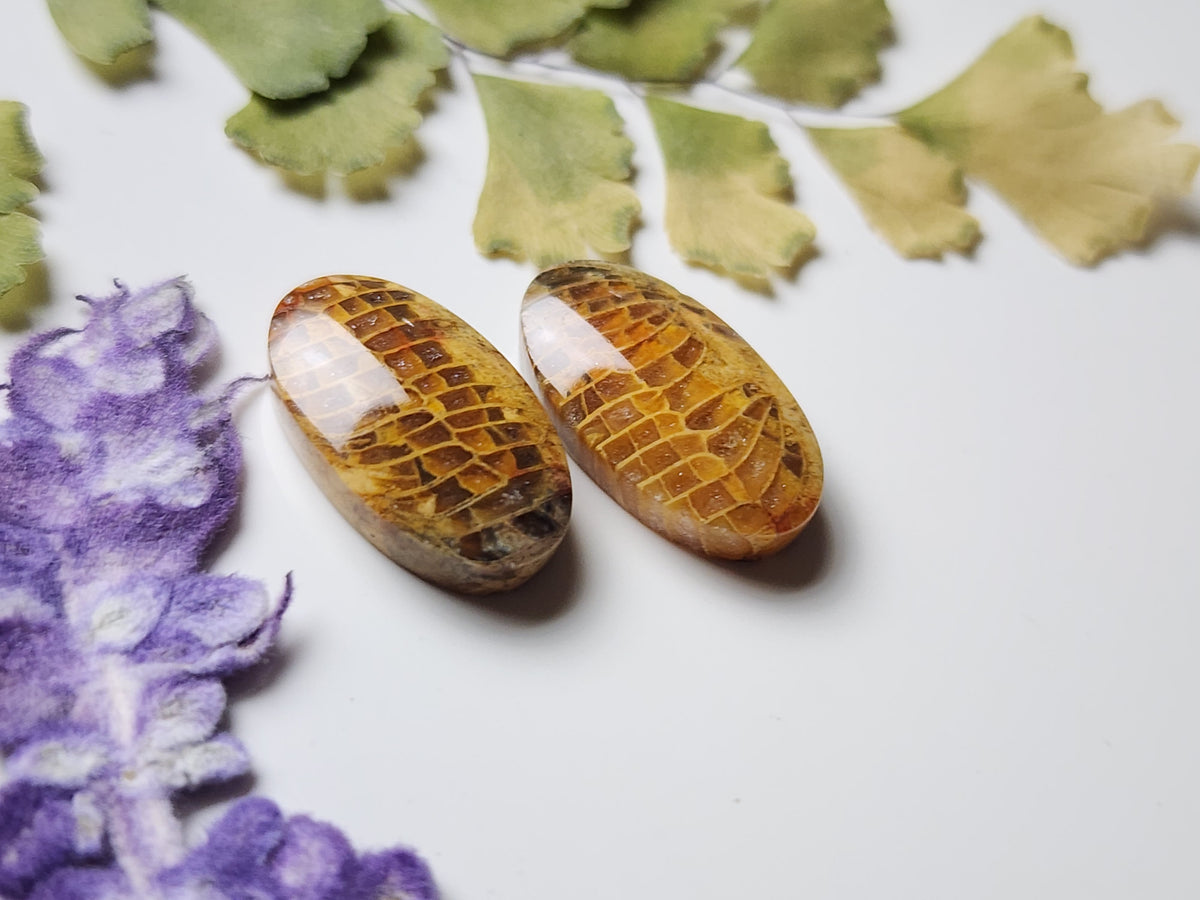 Fossilized Coral pair