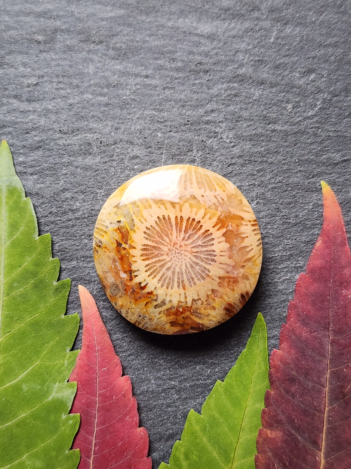 Fossilized Coral