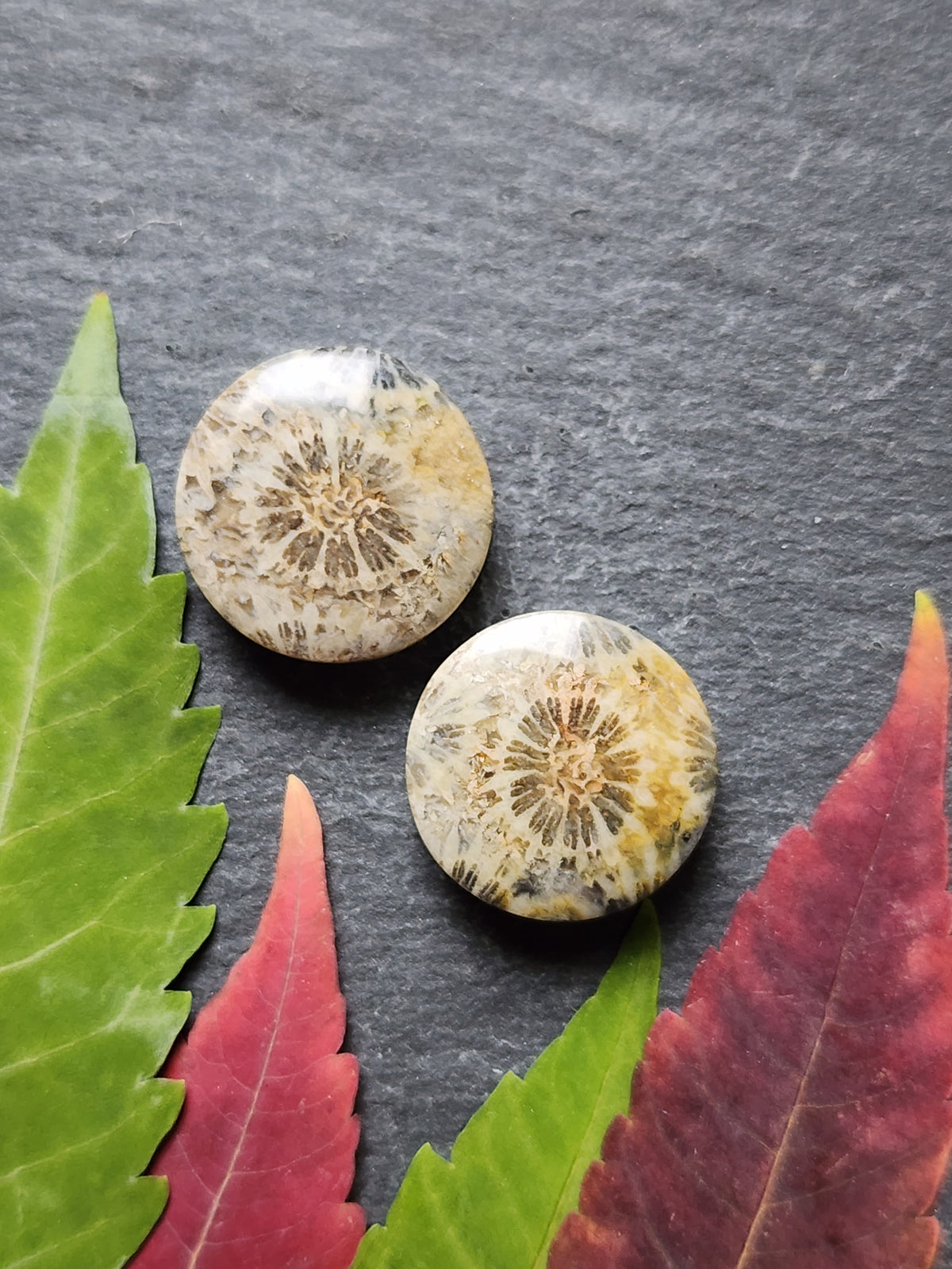 Fossilized coral pair
