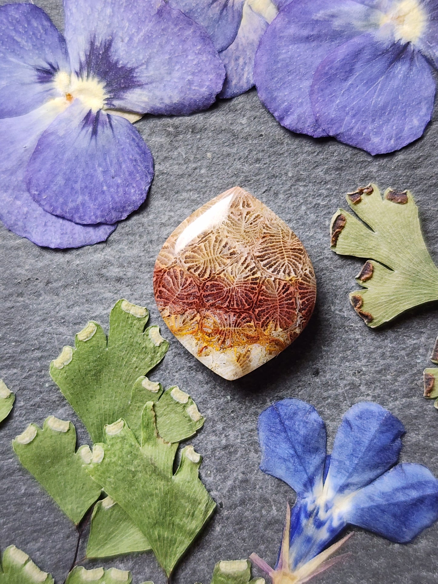 Fossilized Coral