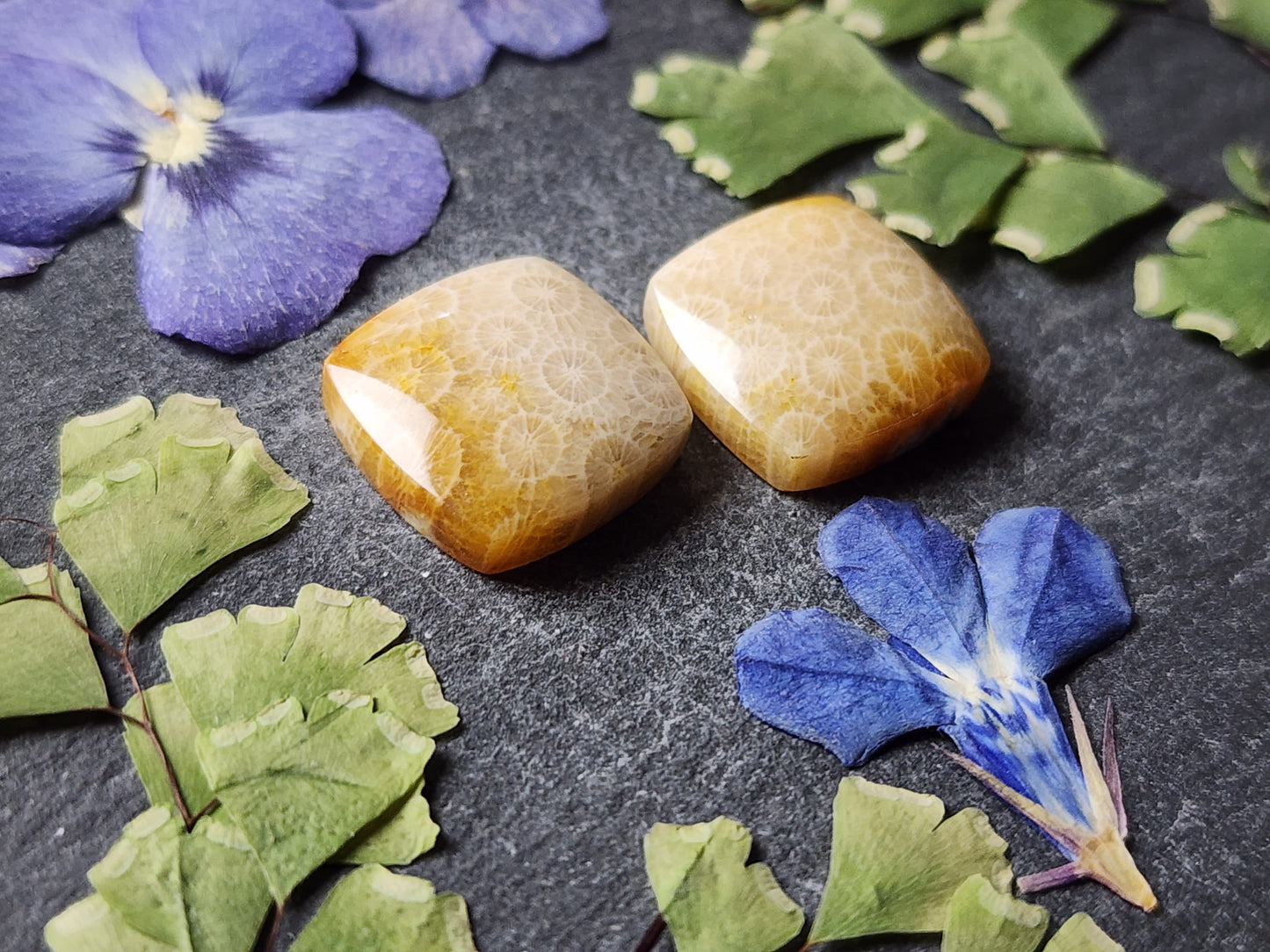 Fossilized coral pair