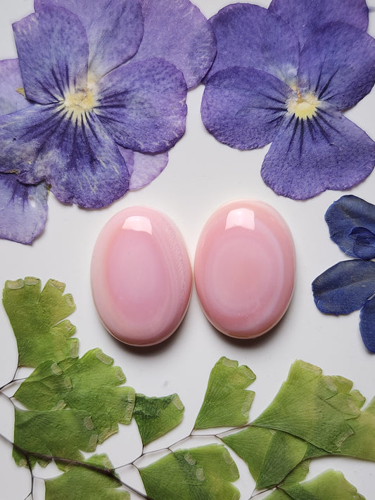 pink Conch shell pair