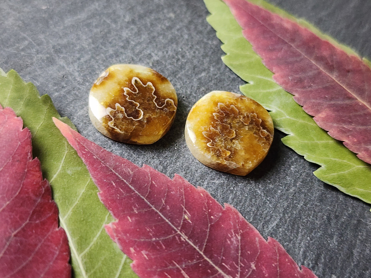 Suture Ammonite pair