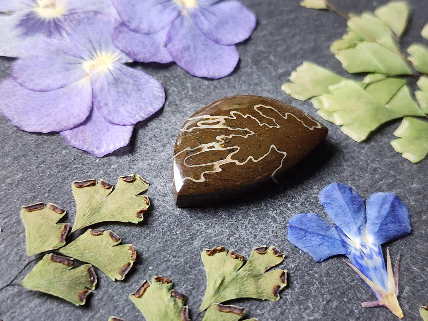 Suture Ammonite