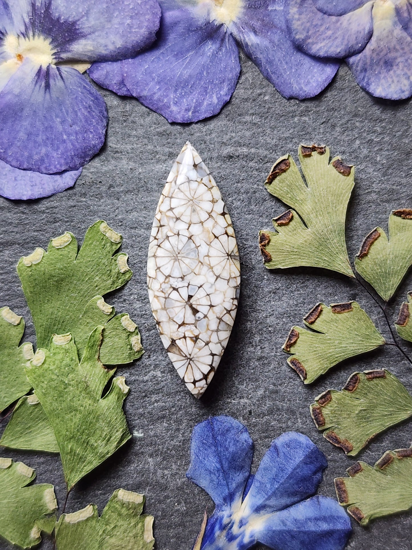 Fossilized Coral