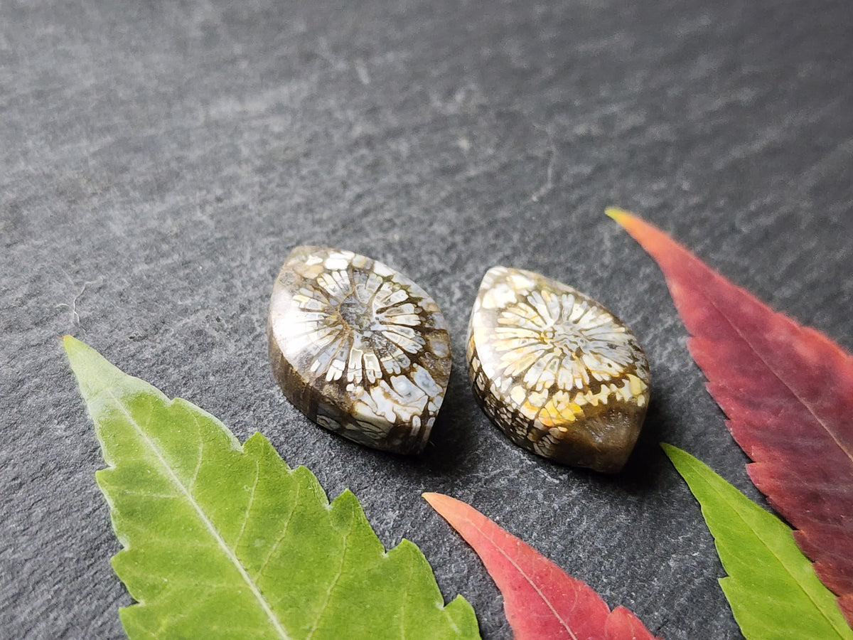 Fossilized Coral pair