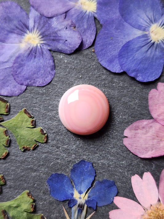 Pink conch shell