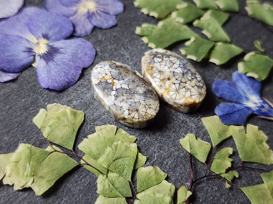 Fossilized coral pair