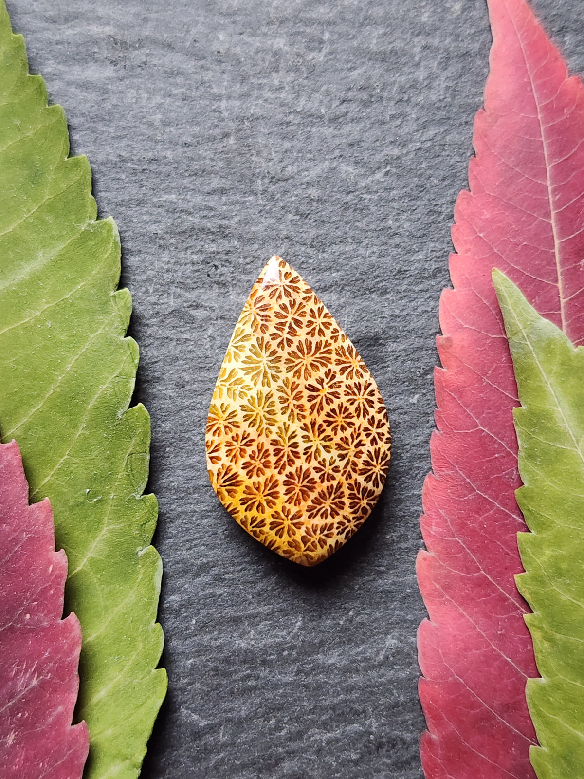 Fossilized coral